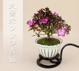 楽天市場 ツツジ 肥料の通販