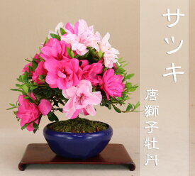 楽天市場 ボタン 肥料の通販