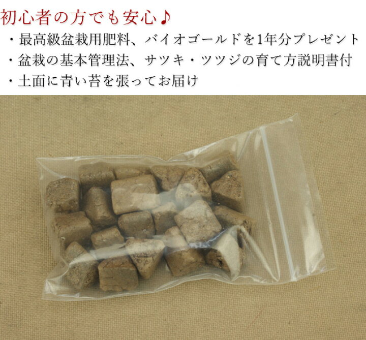 楽天市場 送料無料 サツキ 唐獅子牡丹 ルリ4号プラ鉢 最高級肥料1年分プレゼント 花物盆栽 いよじ園 伊予路園 いよじ園 楽天市場店
