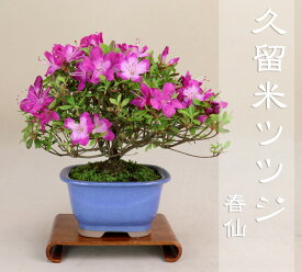 楽天市場 ツツジ 肥料の通販