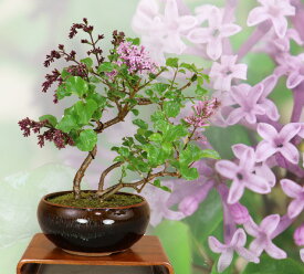 【2025年の花は終わり】ライラック（リラの花） 盆栽 鉢植（最高級肥料1年分プレゼント）いよじ園