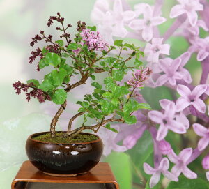 【2025年の花は終わり】ライラック(リラの花) 盆栽 鉢植(最高級肥料1年分プレゼント)いよじ園