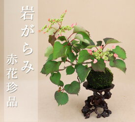 楽天市場 イワガラミ 盆栽 花 観葉植物 花 ガーデン Diyの通販