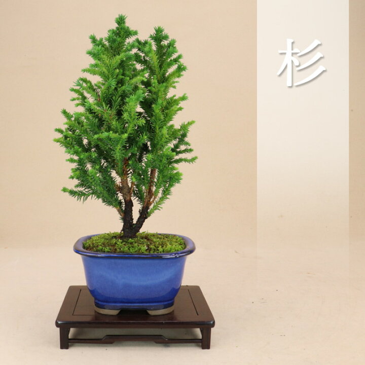 楽天市場】杉（八房性）小品盆栽【いよじ園 伊予路園】 : いよじ園 
