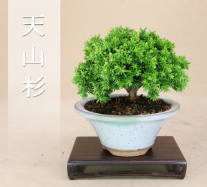 yVRz[ ~j~́y悶 ɗ\Hz