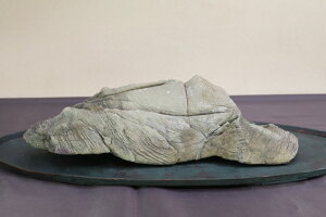 【水石】 宇和島長者抹香石(天然) 【水槽レイアウト テラリウム アクアリウム】盆栽いよじ園