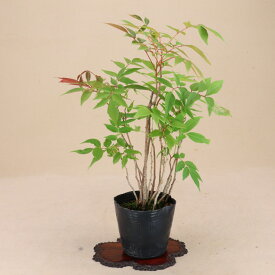 楽天市場 ハゼ 盆栽の通販