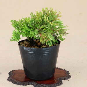 ヒバ 盆栽 植木 Diy 工具の人気商品 通販 価格比較 価格 Com