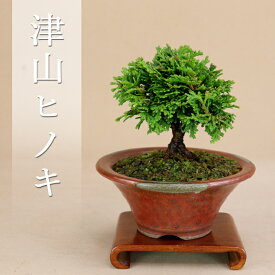 不動の人気【 津山桧 / ヒノキ 】 ミニ盆栽 【松柏盆栽】いよじ園