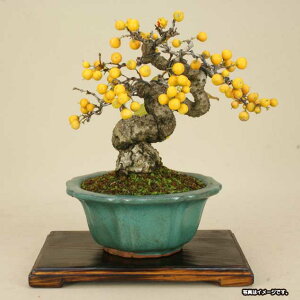 y~ z ĕO iiTCYj[ԑ]yɗ\HzyEF15cm sF12cm F2.2cmz