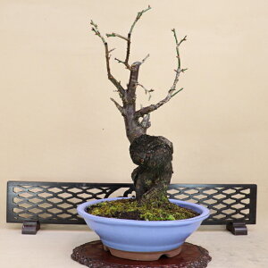 Ԕ~ -  - isN dj ^TCY~ y悶 ɗ\Hz