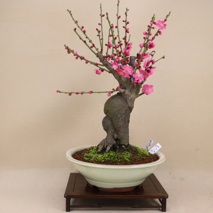 三河盆栽 紅梅 盆栽 持ち上げよ