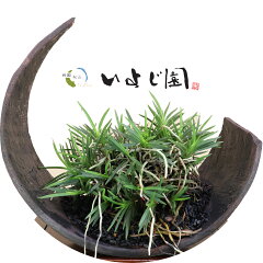 いよじ園 楽天市場店