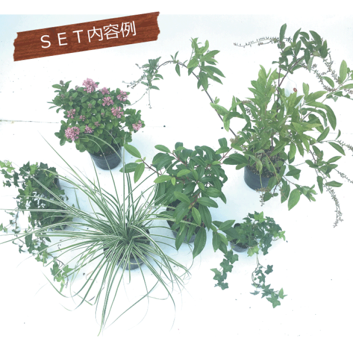 楽天市場 ガーデンセット S クラッシック 新発売 プロ監修 配置案 ガイド 肥料 手袋付き 植木組合オリジナル おしゃれな庭に 人気の 植木 庭木 只今 エスカロニア 欠品の為 紅花シャリンバイ で代替えします 植木組合