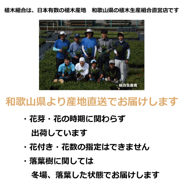 楽天市場 ガーデンセット S ナチュラル プロ監修配置案 ガイド 肥料 手袋付き 植木組合オリジナル おしゃれな庭に 人気の 植木 庭木 ガーデンプランツ ガーデニング 植木組合より産地直送 植木生産組合直営 植木組合