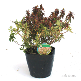 楽天市場 おしゃれ 植木 ガーデニング 農業 花 ガーデン Diyの通販