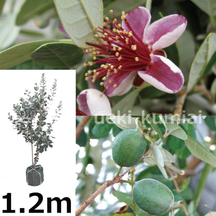 楽天市場】フェイジョア アポロ 高さ約1.0～1.2m鉢含まず 大株