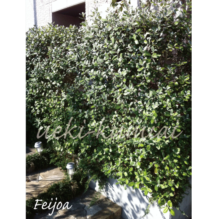 特大。フェイジョア アポロ2.5M(鉢底から) 特大。フェイジョア アポロ2.5M(鉢底から)