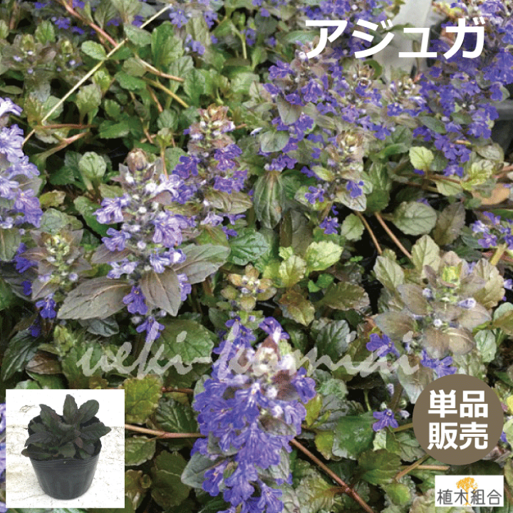 楽天市場 単品販売 アジュガ レプタンス 9cmポット入り 背丈が出ない下草 紫の葉が素敵 常緑性 宿根草 おしゃれな庭に 人気の ガーデンプランツ 苗 ガーデニング 植木組合より産地直送 シェードガーデン カラーリーフ あじゅが 植木組合 楽天市場 単品販売 アジュガ レプタンス 9cmポット入り 背丈が出ない下草 紫の葉が素敵 常緑性 宿根草 おしゃれな庭に 人気の ガーデンプランツ 苗 ガーデニング 植木組合より産地直送 シェードガーデン カラーリーフ あじゅが 植木組合