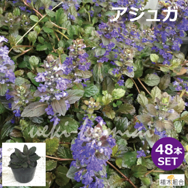 楽天市場 宿根草 セット 人気の通販 楽天市場 宿根草 セット 人気の通販