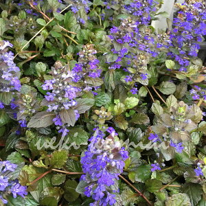 楽天市場 ６個セット アジュガ レプタンス 9ｃｍポット入り 背丈が出ない下草 紫の葉が素敵 常緑性 宿根草 おしゃれな庭に 人気の ガーデンプランツ 苗 ガーデニング 植木組合より産地直送 シェードガーデン カラーリーフ あじゅが 植木組合