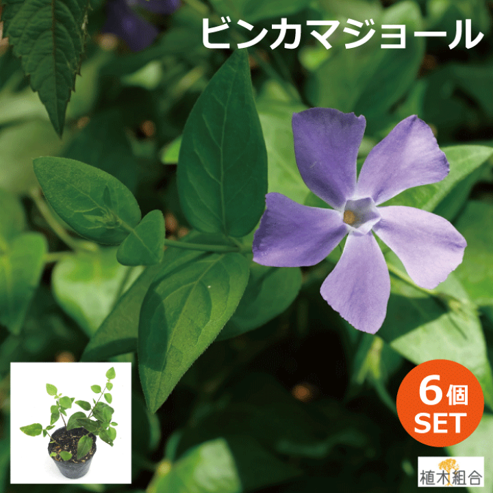 ビンカマジョール 6本 植木 苗 64ij4fyot0 花 Sprintmart Com