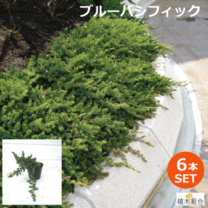 コニファー 花の人気商品 通販 価格比較 価格 Com