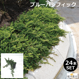 花壇 植木の人気商品 通販 価格比較 価格 Com 花壇 植木の人気商品 通販 価格比較 価格 Com