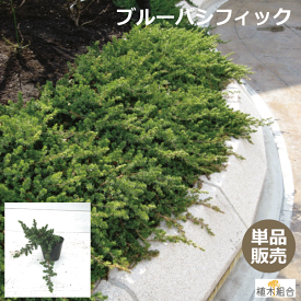楽天市場 コニファー 土の通販