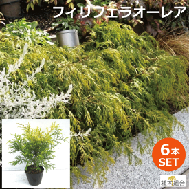 【6本セット】フィリフェラオーレア　15cmポット入り　高さ約25cm　コニファー　手間いらずの庭【花壇/添え木/コニファーガーデン】おしゃれな庭に　人気の　植木　庭木　ガーデンプランツ　ガーデニング 植木組合より産地直送