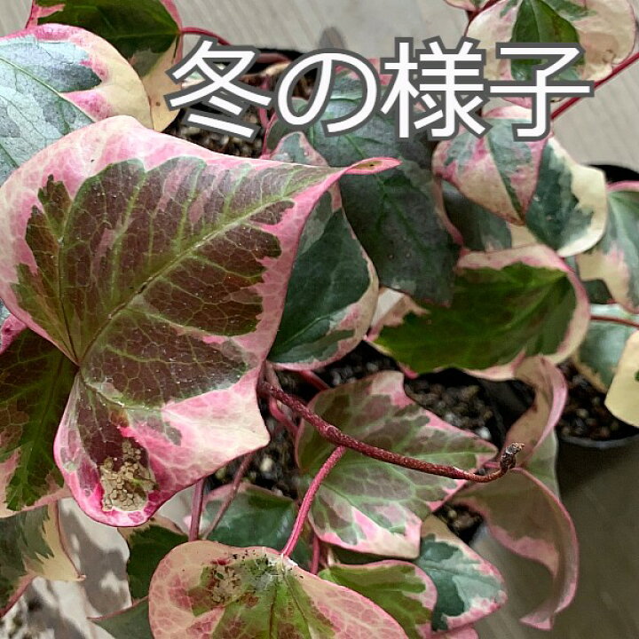 楽天市場 ６個セット ヘデラ カナリエンシス 斑入葉 10 5ｃｍポット入り 大葉ヘデラ オカメヅタ バリエガータ 常緑性 宿根草 おしゃれな庭に 人気の ガーデンプランツ 苗 ガーデニング 植木組合より産地直送 おかめづた 植木組合