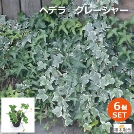 楽天市場 蔦 植木 ガーデニング 農業 花 ガーデン Diyの通販