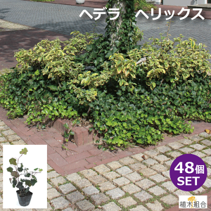 アイビー 寄せ植え 花の人気商品 通販 価格比較 価格 Com