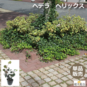 アイビー 花壇の人気商品 通販 価格比較 価格 Com