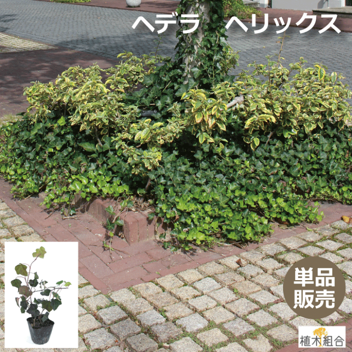 楽天市場 単品販売 ヘデラ ヘリックス 苗 緑葉のアイビーヘデラ 9cmポット入り 蔦 常緑性 宿根草 おしゃれな庭に 人気の ガーデンプランツ ガーデニング 植木組合より産地直送 植木組合 楽天市場 単品販売 ヘデラ ヘリックス 苗 緑葉のアイビーヘデラ 9cmポット入り 蔦 常緑性 宿根草 おしゃれな庭に 人気の ガーデンプランツ ガーデニング 植木組合より産地直送 植木組合
