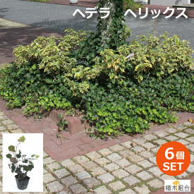 楽天市場 アイビー 苗の通販