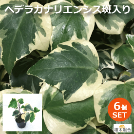 楽天市場 フェンス 目隠し 植物 常緑の通販 楽天市場 フェンス 目隠し 植物 常緑の通販