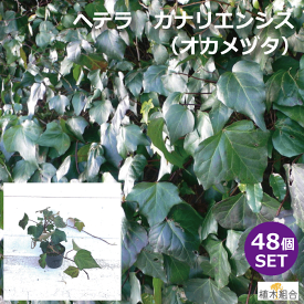 楽天市場 フェンス 目隠し 植物 常緑の通販 楽天市場 フェンス 目隠し 植物 常緑の通販