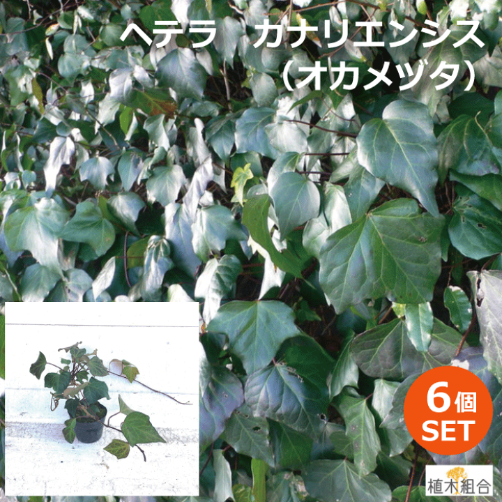 楽天市場 ６個セット ヘデラ カナリエンシス 緑葉 大葉のヘデラ オカメヅタ 常緑性 宿根草 おしゃれな庭に 人気の ガーデンプランツ 苗 ガーデニング 植木組合より産地直送 植木組合