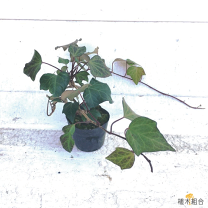 楽天市場】オカメヅタ 斑入りの通販