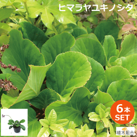 楽天市場 ユキノシタ 苗の通販