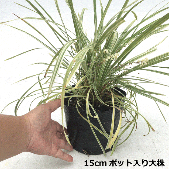 楽天市場】ノシラン 斑入葉 大株 15cm（5号）ポット入り おしゃれな