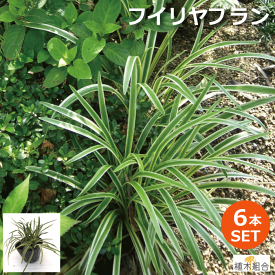 楽天市場 宿根草 種類 植物 ラン 苗物 ガーデニング 農業 花 ガーデン Diyの通販
