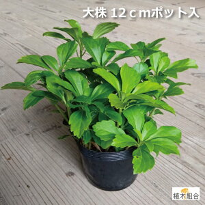 y3Zbgz劔@tbL\E@Ηt@12cm|bg