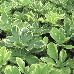 y3ZbgztbL\E@t@c@9cm|bg