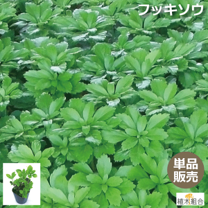 庭 植木 苗の人気商品 通販 価格比較 価格 Com 庭 植木 苗の人気商品 通販 価格比較 価格 Com