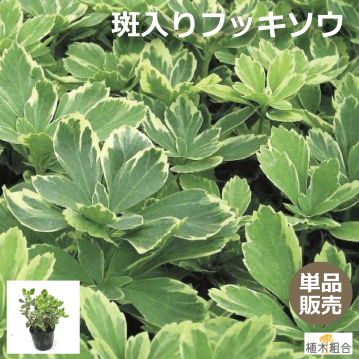 楽天市場 単品販売 フッキソウ 斑入り葉 苗 9ｃｍポット入り 常緑性 宿根草 おしゃれな庭に 人気の ガーデンプランツ 苗 ガーデニング 植木組合より産地直送 富貴草 ふっきそう フイリフッキソウ 植木組合