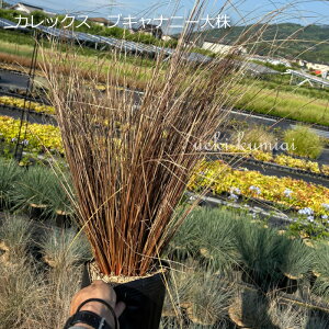 yPi̔z劔@JbNX@uLij[@18cm|bg@y؂Ă鉺zhCK[f@j@Ɂ@uE@OX@ΐ@h@ȒɁ@l