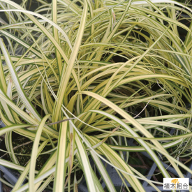 【3個セット】カレックス　エバーゴールド　9～10.5cmポット入り