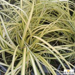 【3個セット】カレックス エバーゴールド 9〜10.5cmポット入り